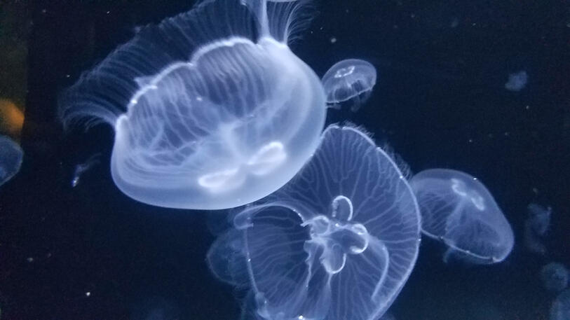 Jellyfish Jellyfish