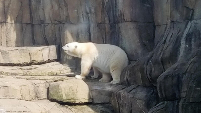Polar bear Polar bear