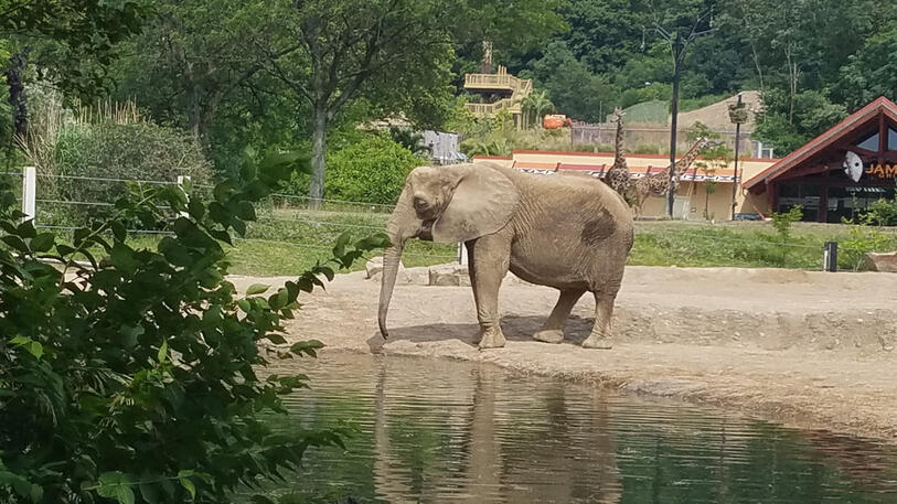 African elephant African elephant