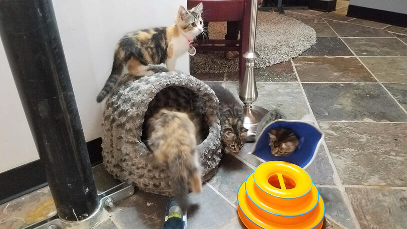 Four tortoiseshell and tabby kittens playing with cat toys. One is crawling into a covered bed