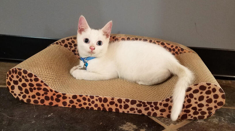 A white kitten on a cat bed