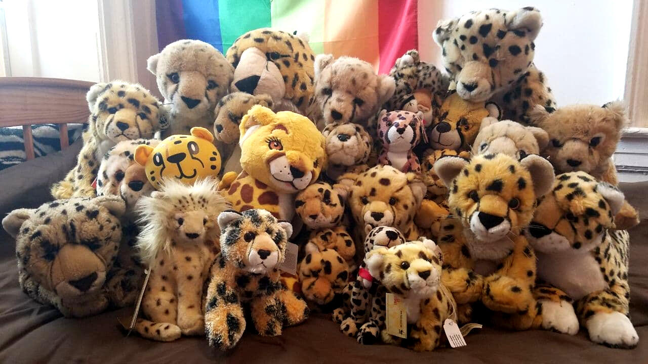 Almost all of Shetani's stuffed cheetahs